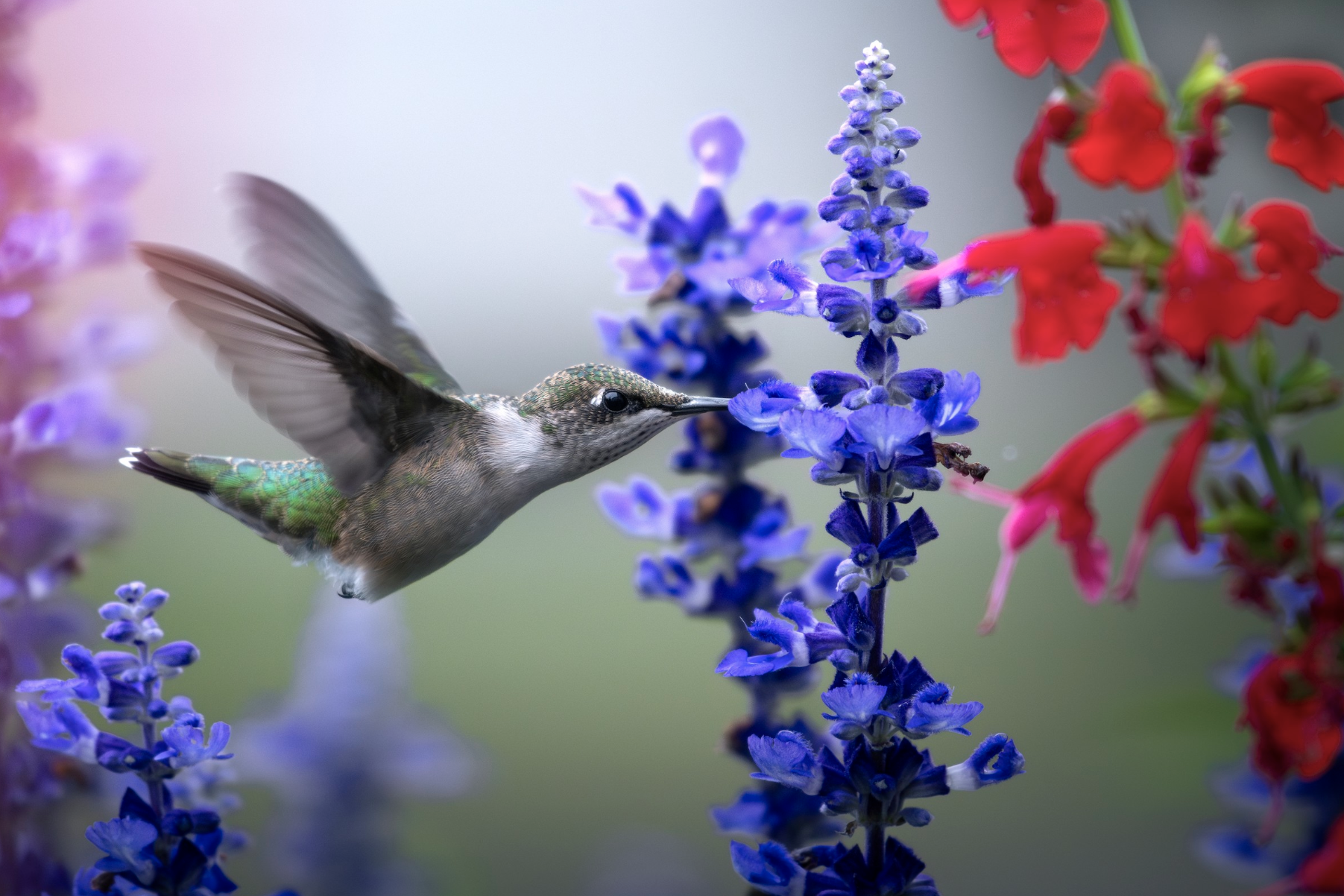 Ruby-throated hummingbird drinking nectar from a flower